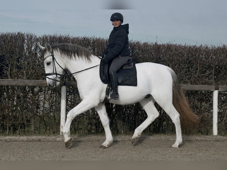 PRE Mix Gelding 17 years 15,2 hh Grey in Neustadt (Wied)