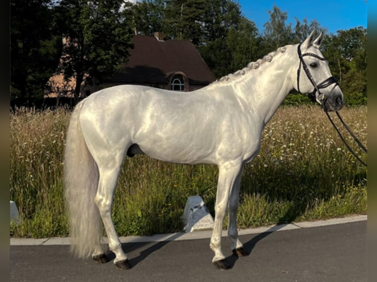 PRE Gelding 17 years 16,1 hh Gray in Uelsen