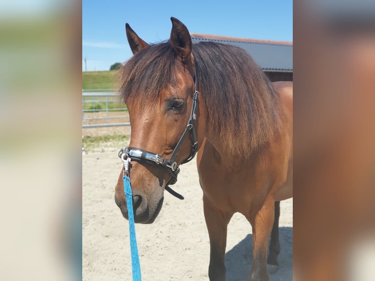 PRE Mix Gelding 17 years 16 hh Brown in Salzburg