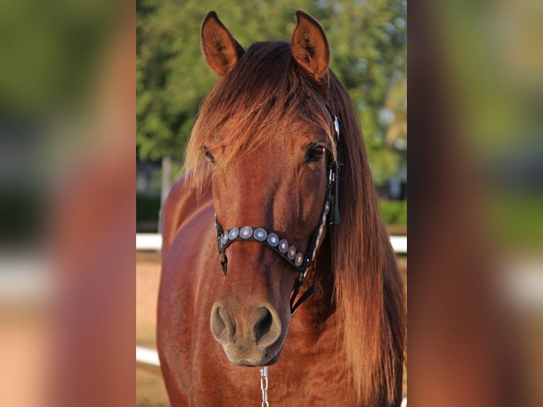 PRE Mix Gelding 17 years 16 hh Brown in Salzburg