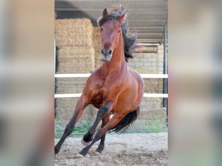 PRE Mix Gelding 17 years 16 hh Brown in Salzburg