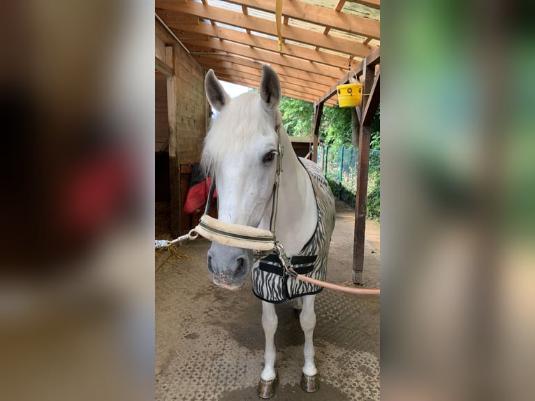 PRE Mix Gelding 17 years 16 hh Grey in Bochum