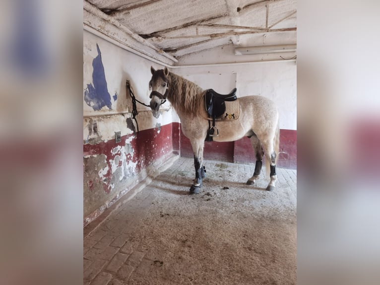 PRE Mix Gelding 17 years 16 hh Grey-Fleabitten in Valencia