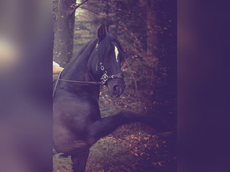 PRE Mix Gelding 18 years 14,3 hh Smoky-Black in Hettiswil b. Hindelbank