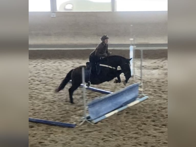 PRE Mix Gelding 18 years 14,3 hh Smoky-Black in Hettiswil b. Hindelbank