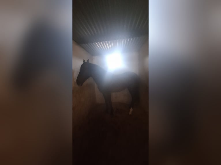 PRE Gelding 18 years 16 hh Brown in Alcoi/Alcoy