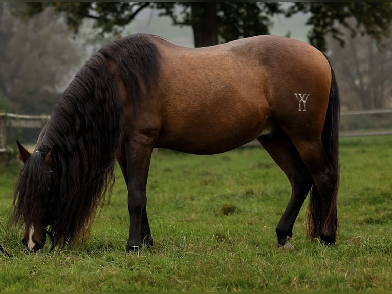 PRE Mix Gelding 18 years 16 hh Brown in Kulmerau