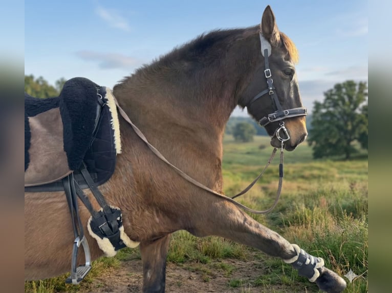 PRE Gelding 18 years 16 hh Brown in Nienburg (Weser) Holtorf