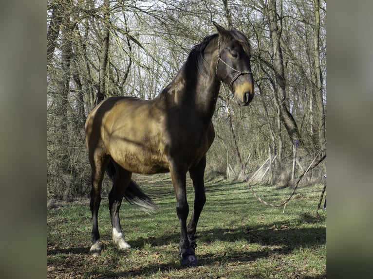 PRE Gelding 18 years 16 hh Brown in Nienburg (Weser) Holtorf