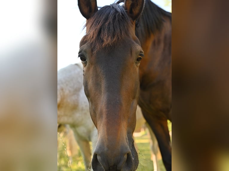 PRE Gelding 18 years 16 hh Brown in Nienburg (Weser) Holtorf