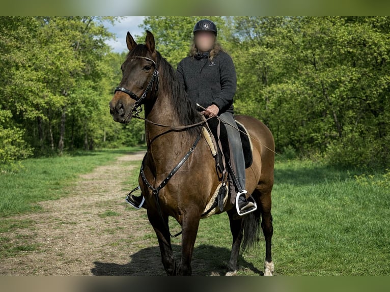PRE Gelding 18 years 16 hh Brown in Nienburg (Weser) Holtorf