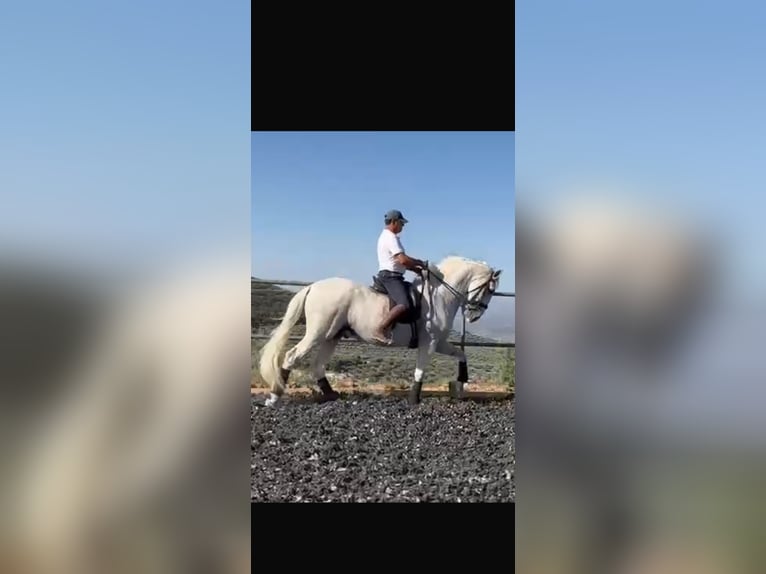 PRE Gelding 18 years 16,3 hh Grey in Torremolinos PRE Gelding 18 years 16,3 hh Grey in Torremolinos