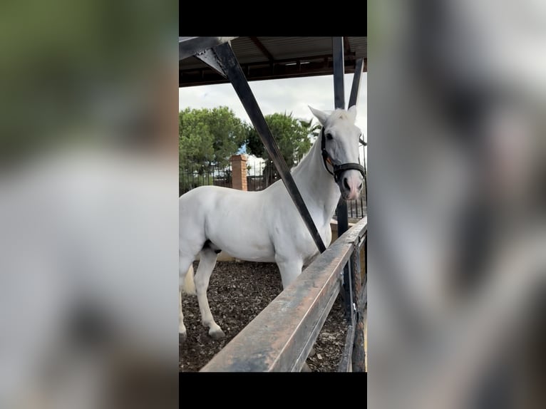 PRE Gelding 18 years 16,3 hh Grey in Torremolinos