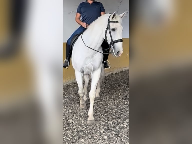 PRE Gelding 18 years 16,3 hh Grey in Torremolinos