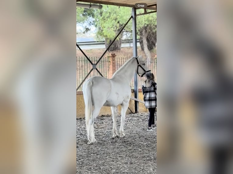 PRE Gelding 18 years 16,3 hh Grey in Torremolinos