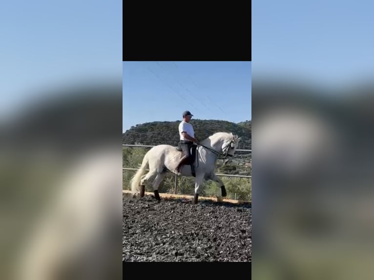 PRE Gelding 18 years 16,3 hh Grey in Torremolinos