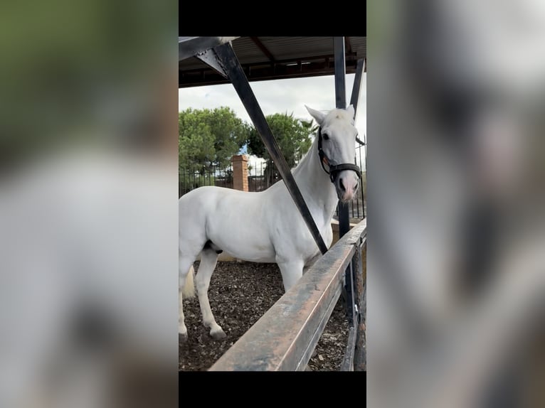 PRE Gelding 18 years 16,3 hh Grey in Torremolinos