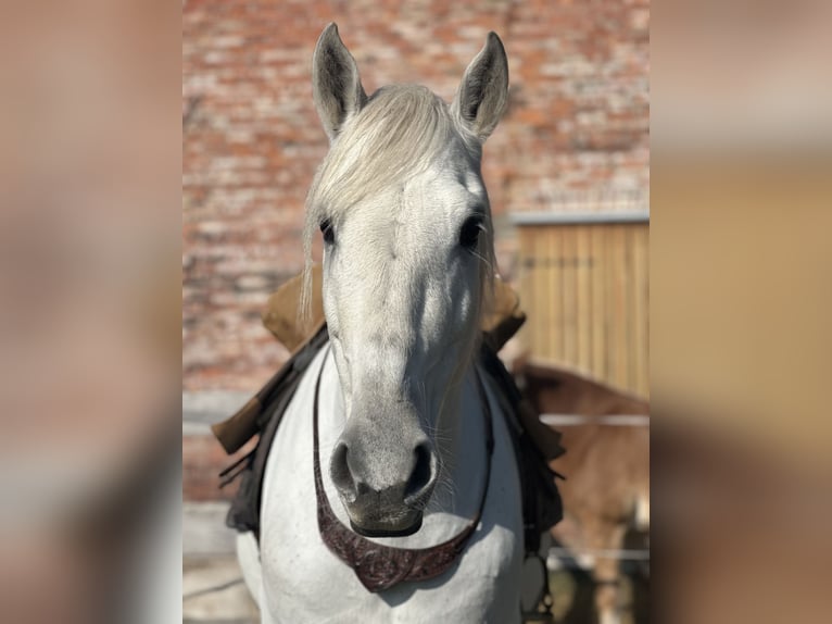 PRE Mix Gelding 19 years 15.2 hh Grey-Red-Tan in Schenklengsfeld