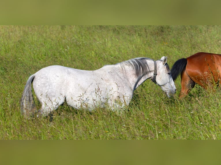 PRE Gelding 19 years 15,2 hh Gray in München