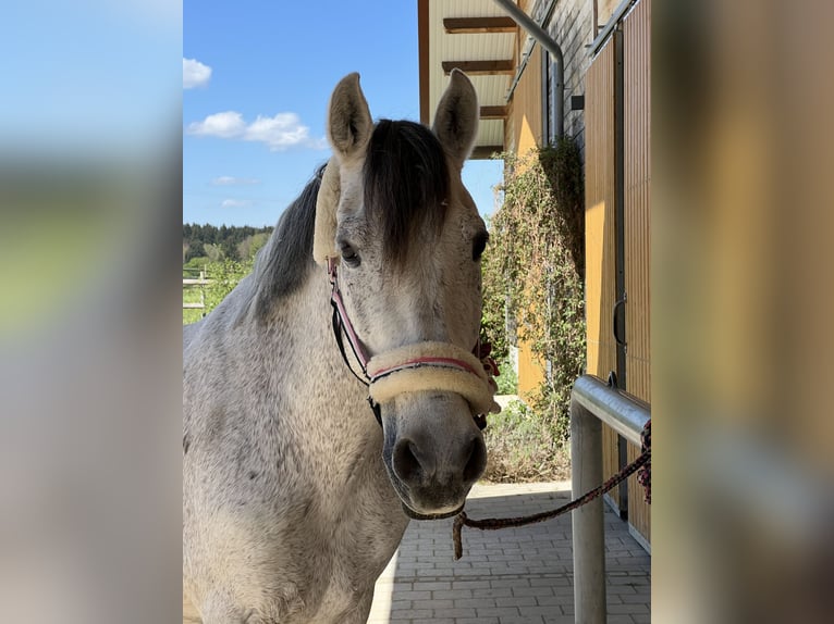 PRE Gelding 19 years 15,2 hh Gray in München