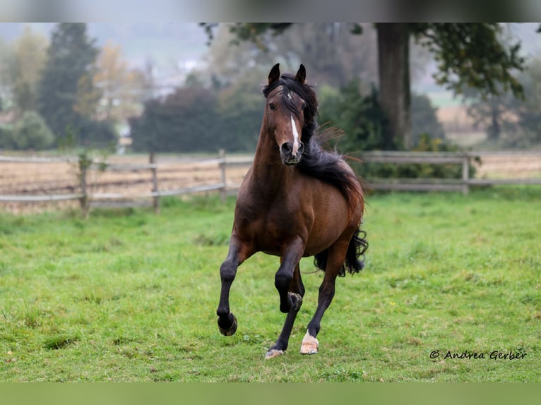 PRE Mix Gelding 19 years 16 hh Brown in Kulmerau
