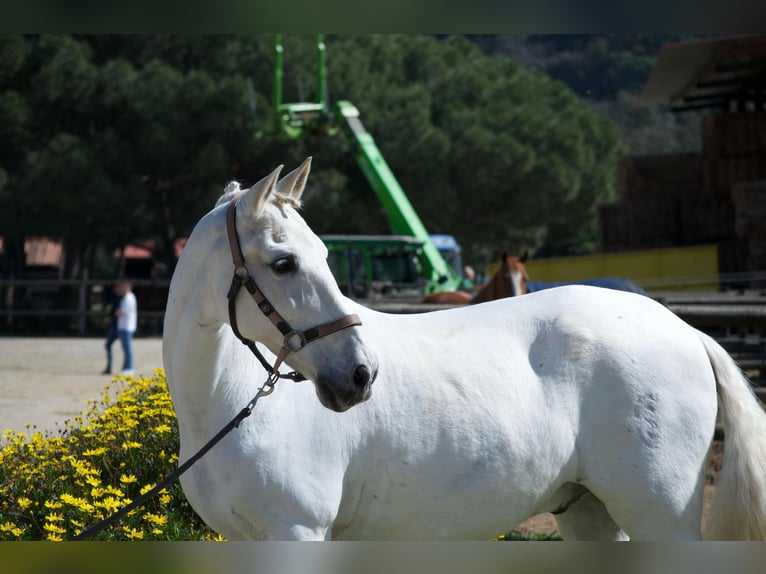 PRE Gelding 19 years 16 hh Grey in Torrelles De Llobregat
