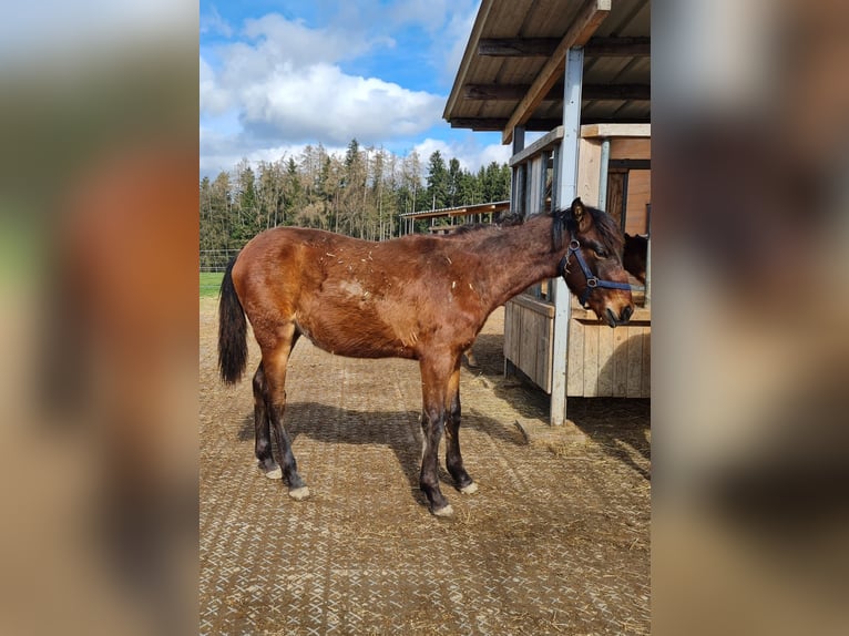 PRE Mix Gelding 1 year 12,2 hh Brown in Neumarkt-Sankt Veit