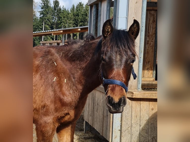 PRE Mix Gelding 1 year 12,2 hh Brown in Neumarkt-Sankt Veit