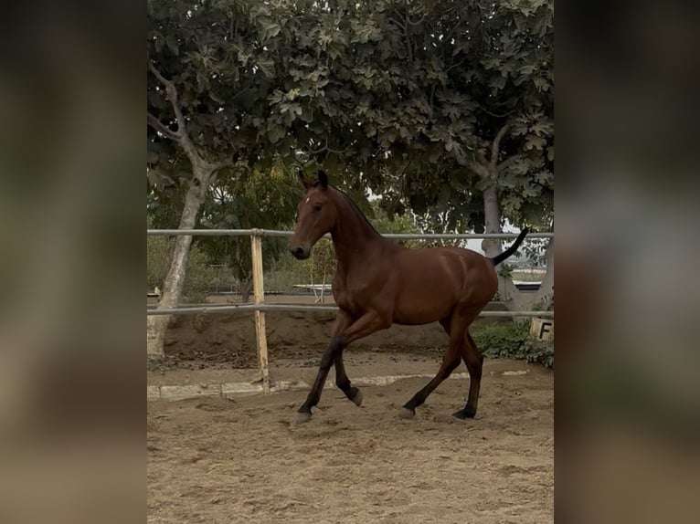 PRE Mix Gelding 1 year 14.2 hh Brown in Carmona