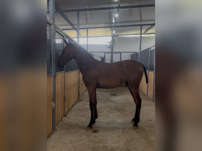 PRE Mix Gelding 1 year 14.2 hh Brown in Carmona