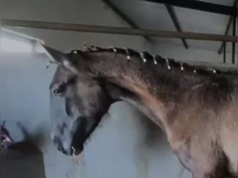 PRE Mix Gelding 1 year 14,2 hh Gray in Navalvillar De Pela
