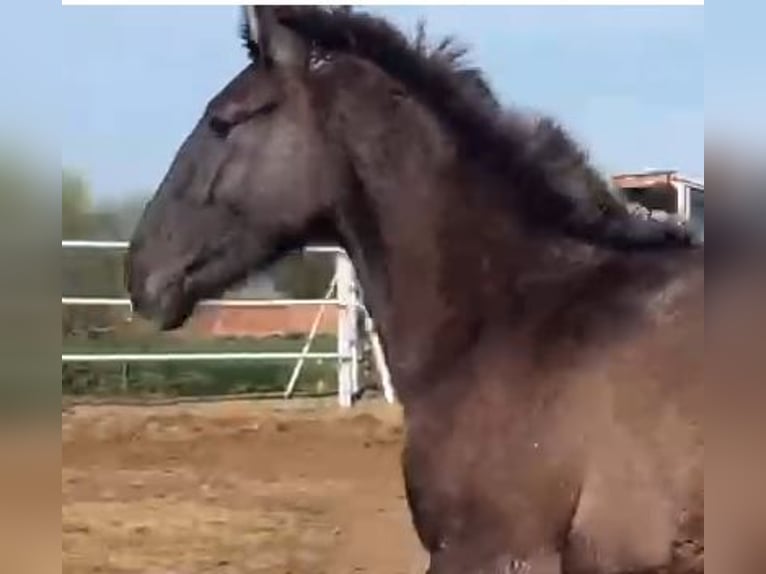 PRE Mix Gelding 1 year 14,2 hh Gray in Navalvillar De Pela
