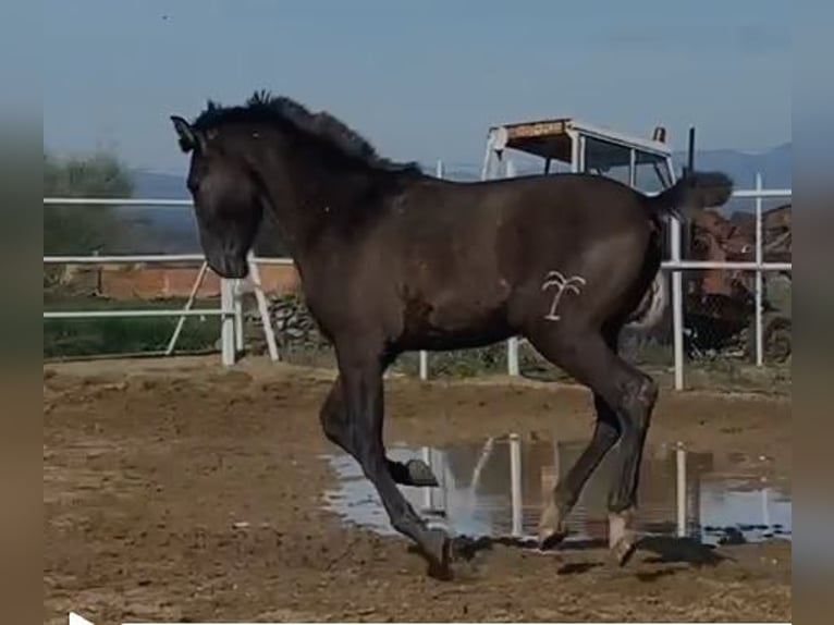 PRE Mix Gelding 1 year 14,2 hh Gray in Navalvillar De Pela