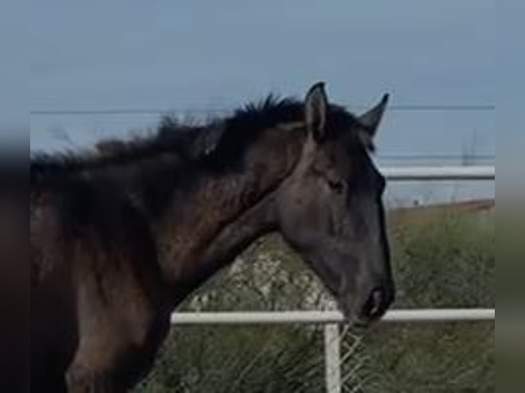 PRE Mix Gelding 1 year 14,2 hh Gray in Navalvillar De Pela