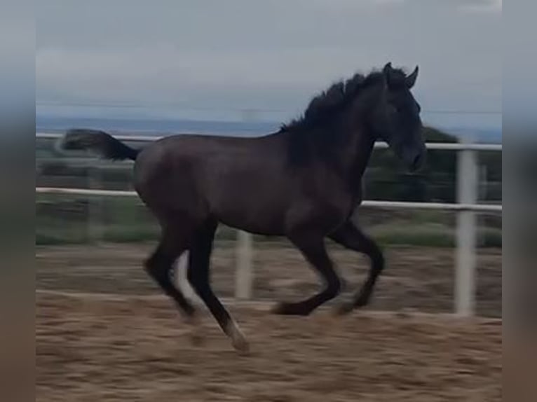 PRE Mix Gelding 1 year 14,2 hh Gray in Navalvillar De Pela