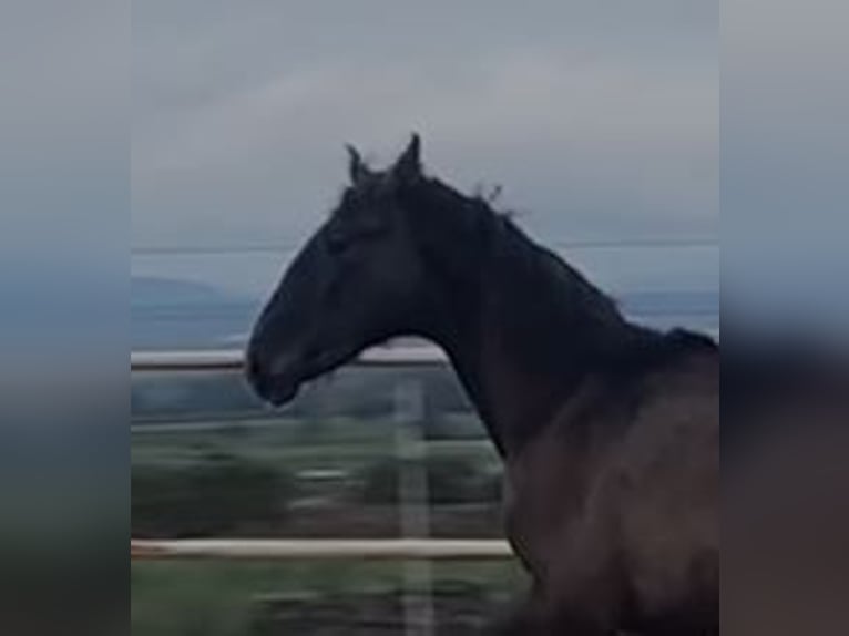 PRE Mix Gelding 1 year 14,2 hh Gray in Navalvillar De Pela