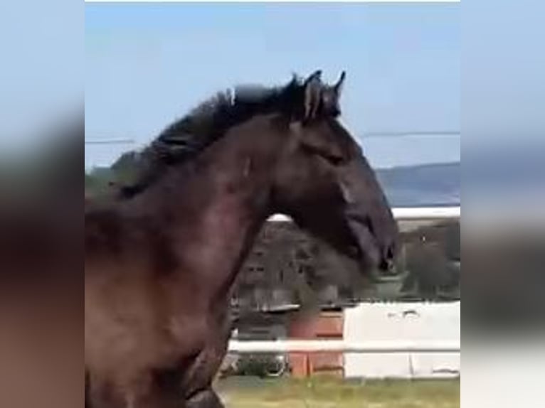 PRE Mix Gelding 1 year 14,2 hh Gray in Navalvillar De Pela