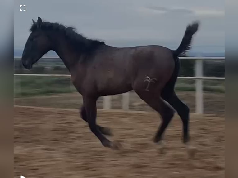 PRE Mix Gelding 1 year 14,2 hh Gray in Navalvillar De Pela