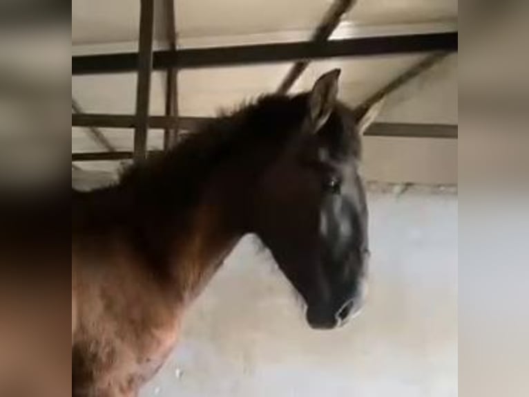 PRE Mix Gelding 1 year 14,2 hh Gray in Navalvillar De Pela