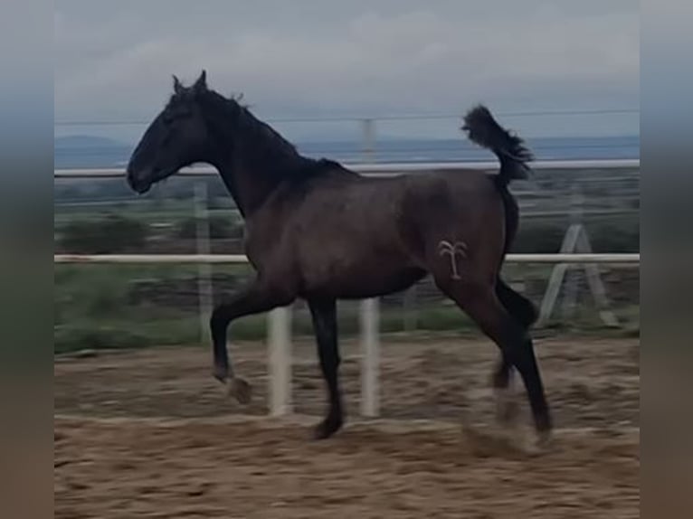 PRE Mix Gelding 1 year 14,2 hh Gray in Navalvillar De Pela