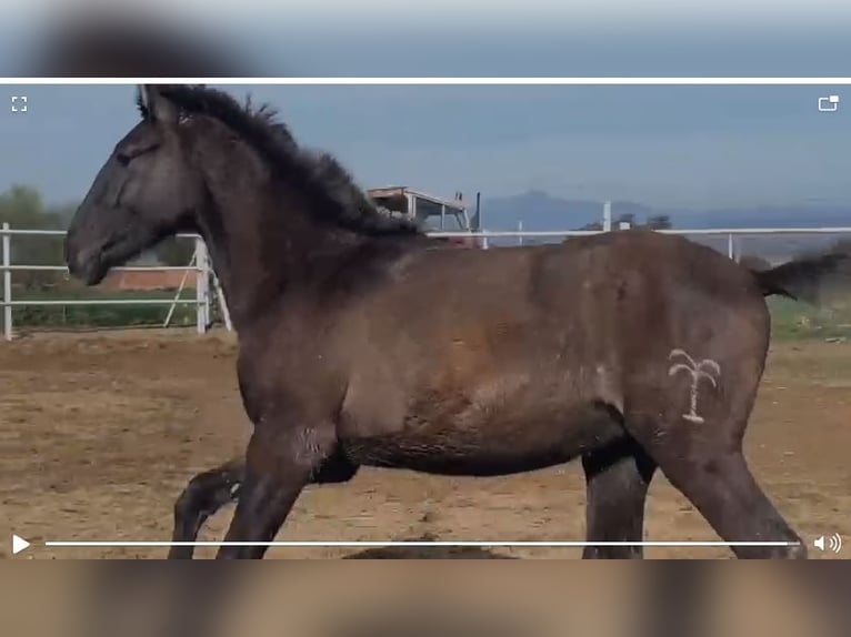 PRE Mix Gelding 1 year 14,2 hh Gray in Navalvillar De Pela