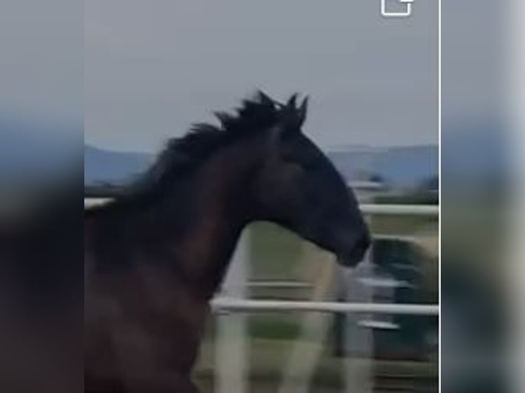 PRE Mix Gelding 1 year 14,2 hh Gray in Navalvillar De Pela