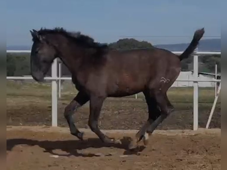 PRE Mix Gelding 1 year 14,2 hh Gray in Navalvillar De Pela