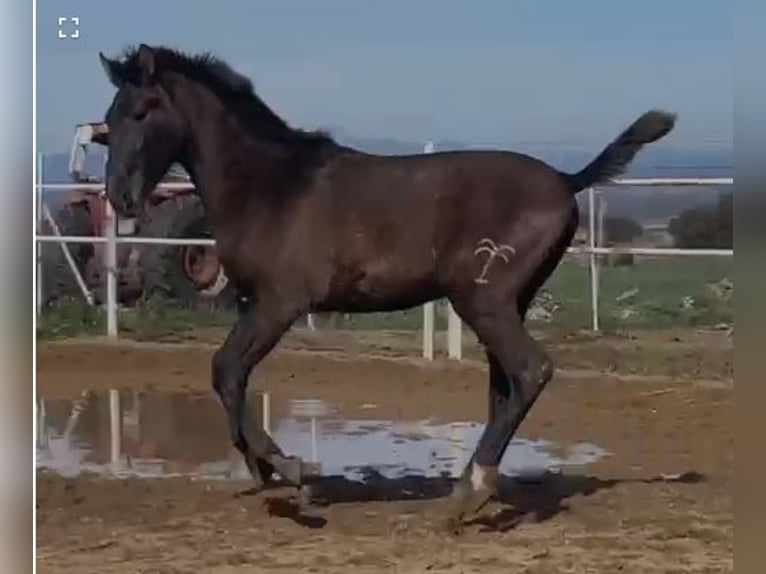 PRE Mix Gelding 1 year 14,2 hh Gray in Navalvillar De Pela
