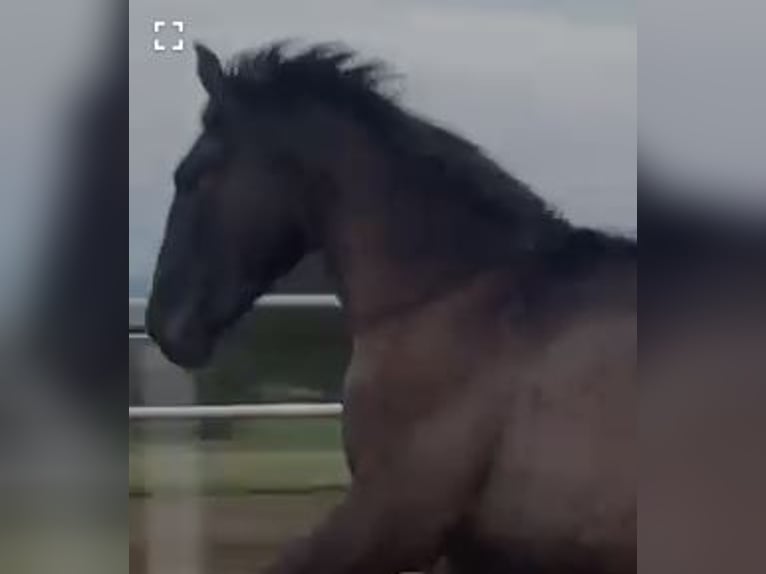 PRE Mix Gelding 1 year 14,2 hh Gray in Navalvillar De Pela