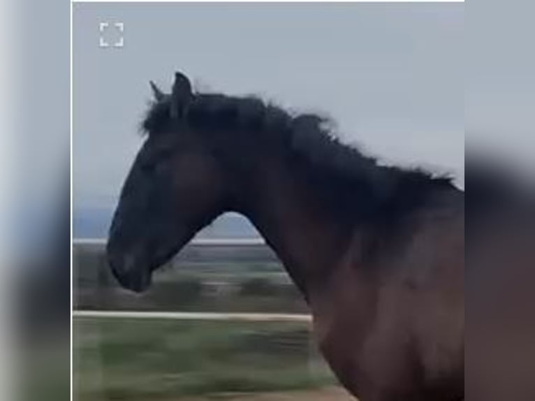 PRE Mix Gelding 1 year 14,2 hh Gray in Navalvillar De Pela