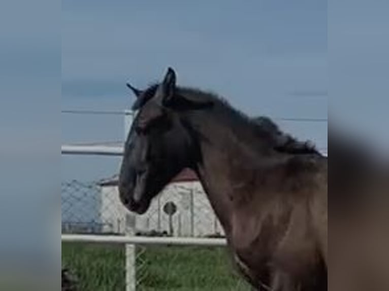 PRE Mix Gelding 1 year 14,2 hh Gray in Navalvillar De Pela