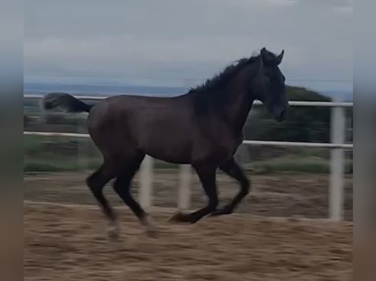 PRE Mix Gelding 1 year 14,2 hh Gray in Navalvillar De Pela