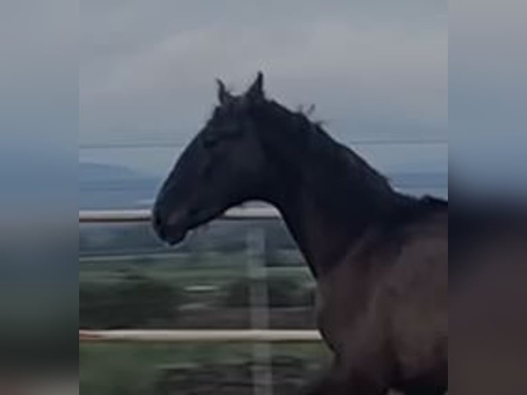 PRE Mix Gelding 1 year 14,2 hh Gray in Navalvillar De Pela