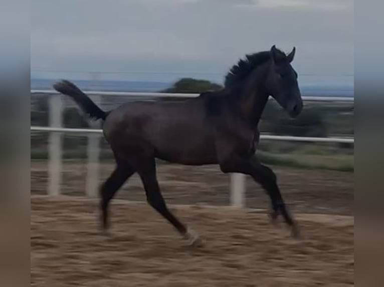 PRE Mix Gelding 1 year 14,2 hh Gray in Navalvillar De Pela